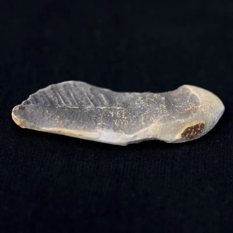 Affordable Petrified Leaf Fossil Specimen – Natural Earth History Display 1