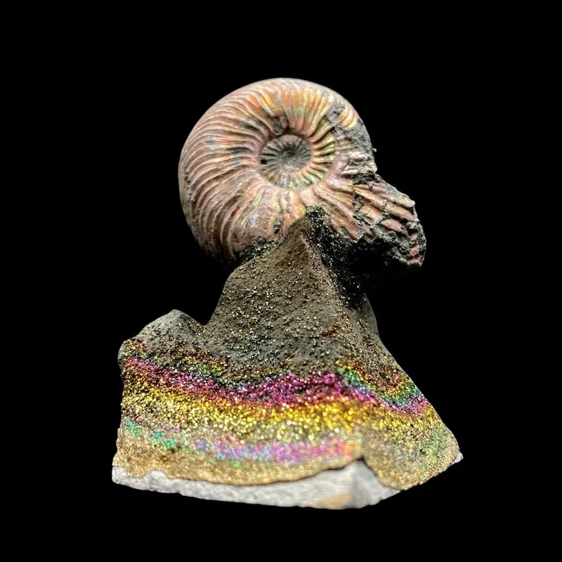 Ammonite Fossil Mounted On Rainbow Drusy Quartz Base 1