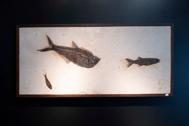 Ancient Fish Fossil Display – Museum-Quality Wall Hanging 1