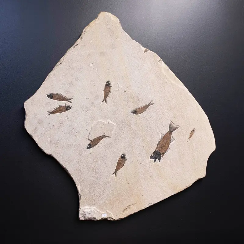 Authentic Fish Fossil Slab – Framed Wall Art For Homes & Offices 1