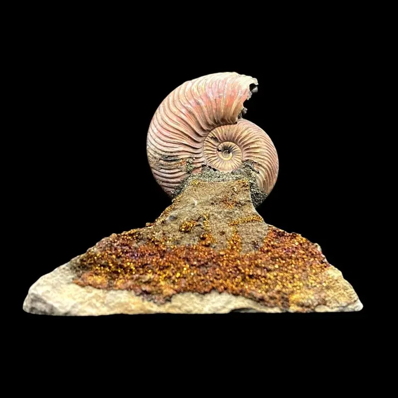 Authentic Opalized Ammonite Fossil Specimen For Collectors 1