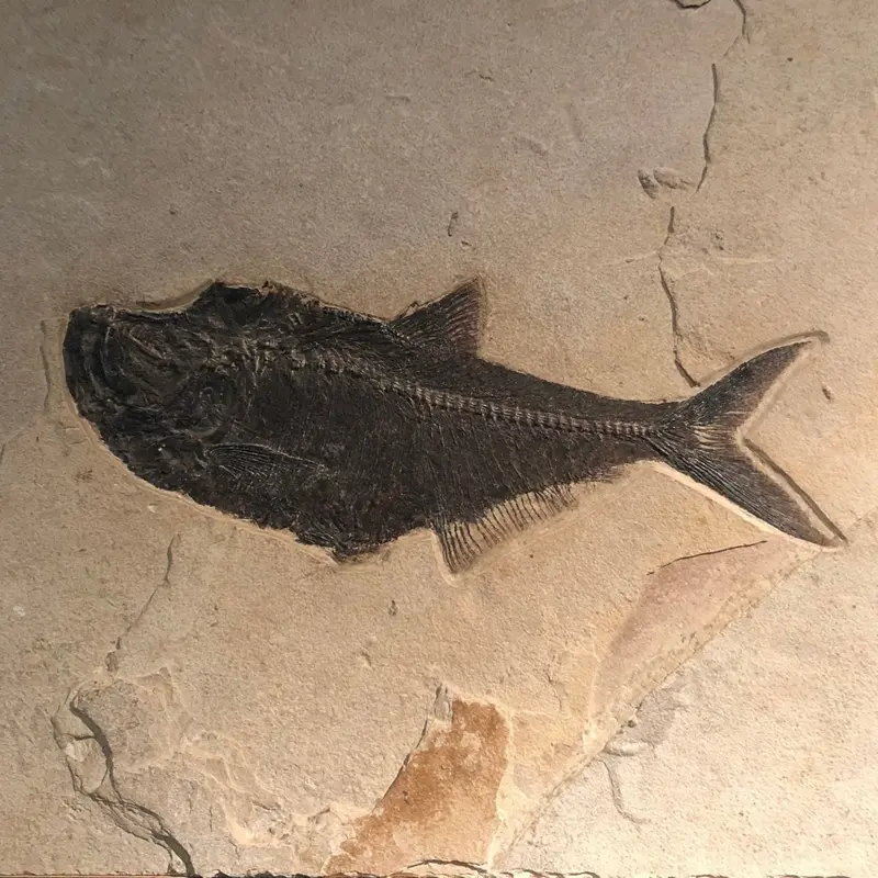 Diplomystus Fish Fossil – Preserved Eocene-Era Specimen 1