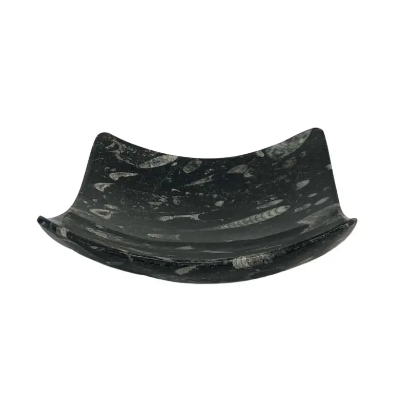 Fossilized Coral Plate - Square Black Concave Paleontology Specimen 1