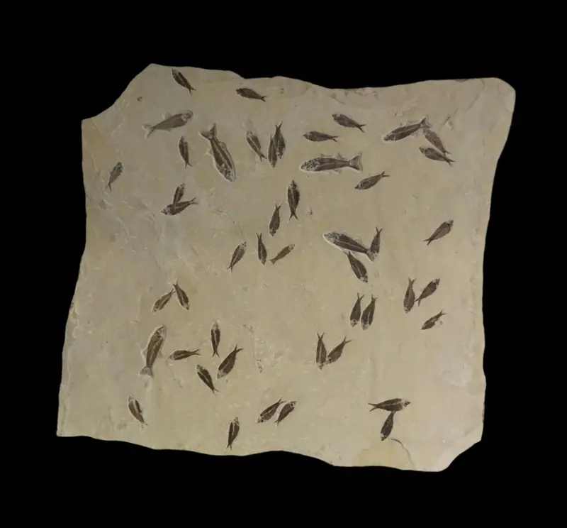 Fossilized Fish Slab – Organic Natural Wall Decor Piece 1
