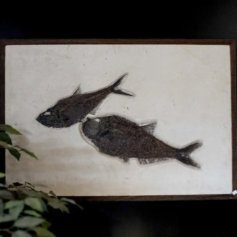 Genuine Fossilized Fish Wall Hanging – Museum-Quality Art 1
