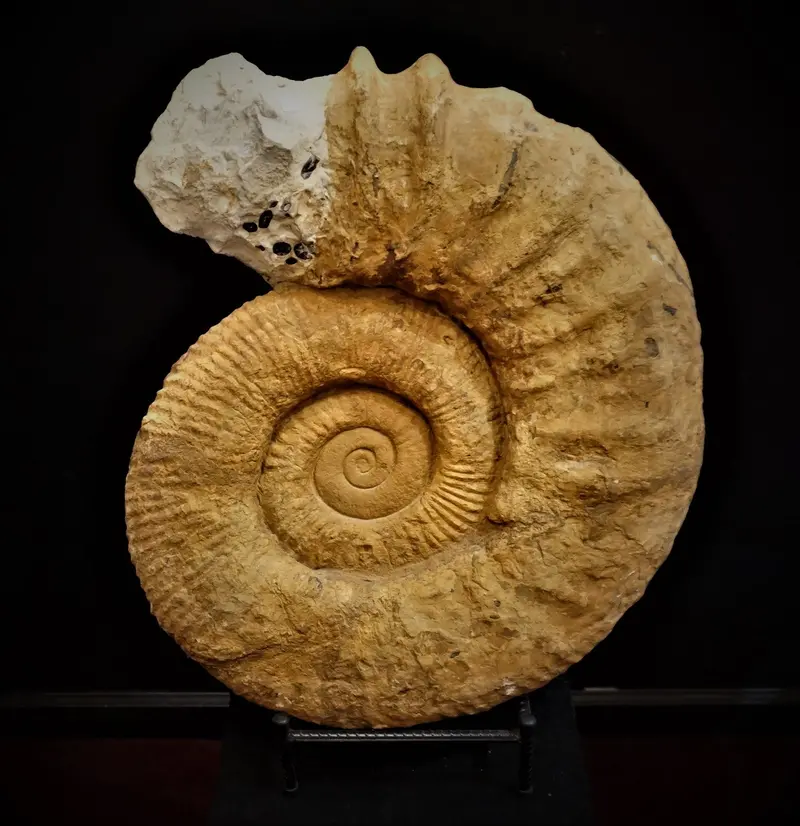 Large Ammonite Fossil – Rare Geological Collector’S Relic 1