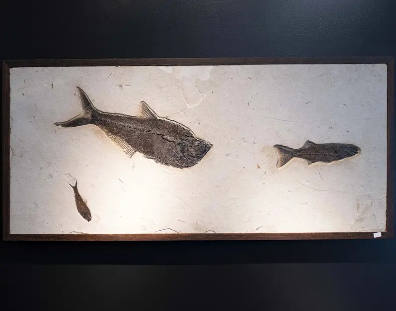 Preserved Ancient Fish Fossil – Natural History Wall Decor 1