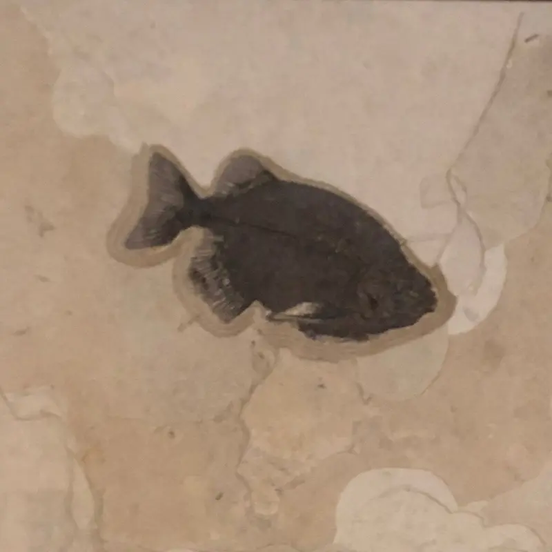 Wyoming Fossil Fish – Authentic Field-Collected Specimen 1